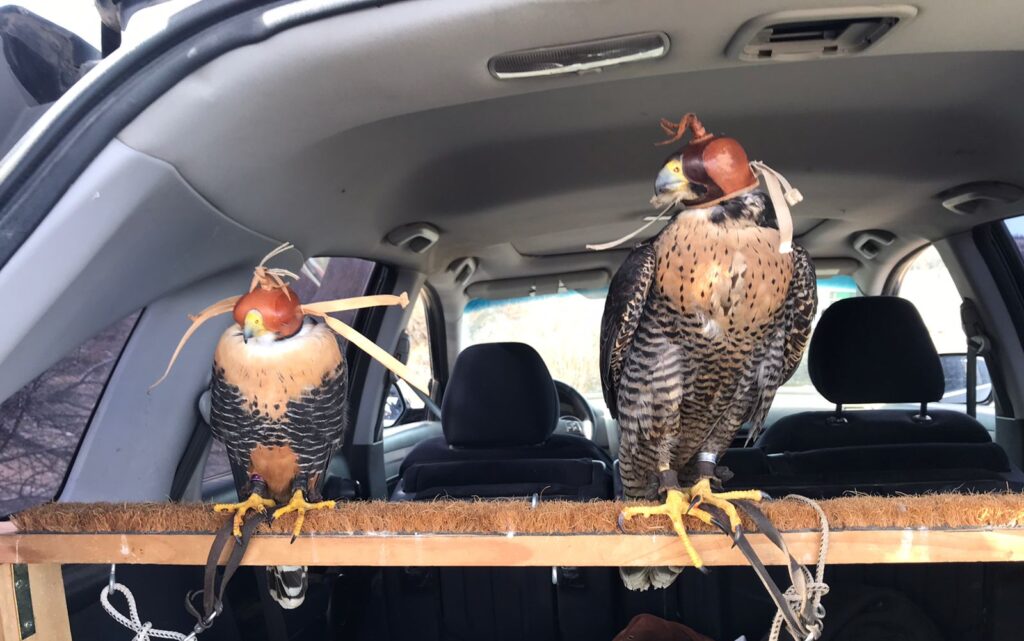 Cafrune el halcón aplomado y Galileo el peregrino